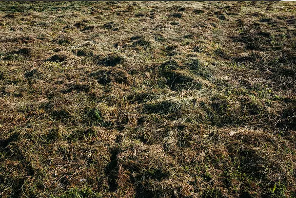 Tip: Add ammonium sulfate to mix with glyphosate & 2,4-D