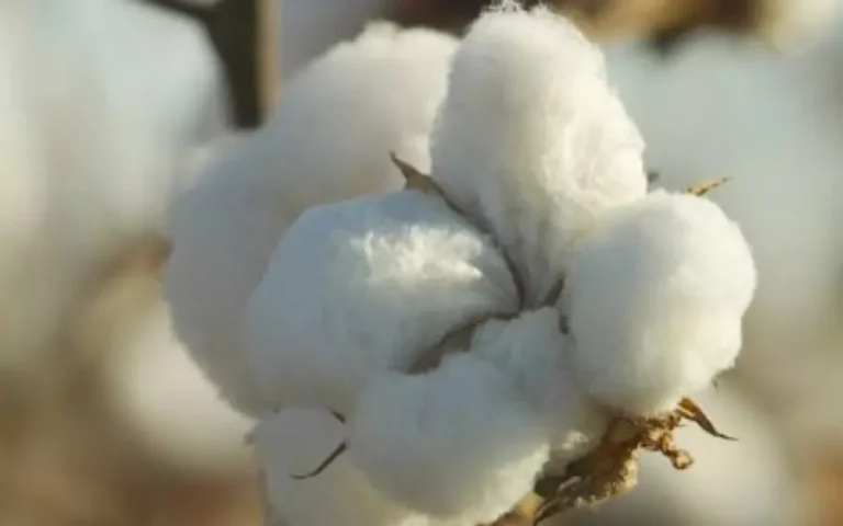 Ammonium sulfate (SAM) leads to the cost of cotton drop